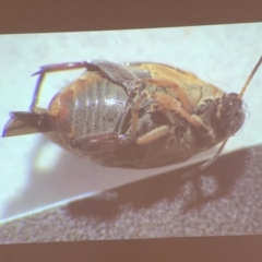 Bruchinae (subfamily) at Bega, NSW - 17 Aug 2017