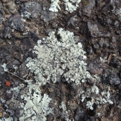 Xanthoparmelia sp. (Rock-shield lichen (foliose lichen)) at Isaacs, ACT - 18 Aug 2019 by Mike