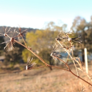 Bidens pilosa at Banks, ACT - 20 Aug 2019