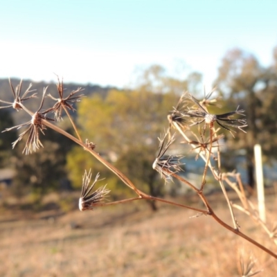 Bidens pilosa (Cobbler's Pegs, Farmer's Friend) at Rob Roy Range - 20 Aug 2019 by michaelb