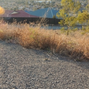 Bidens pilosa at Banks, ACT - 20 Aug 2019 07:05 PM