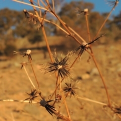 Bidens pilosa (Cobbler's Pegs, Farmer's Friend) at Rob Roy Range - 20 Aug 2019 by michaelb