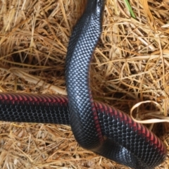 Pseudechis porphyriacus at Bega, NSW - 16 Aug 2019 03:34 PM