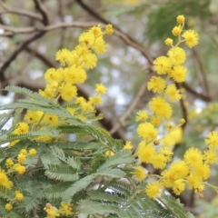 Acacia dealbata (Silver Wattle) at Pollinator-friendly garden Conder - 18 Aug 2019 by michaelb