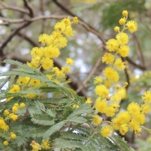 Acacia dealbata at Conder, ACT - 18 Aug 2019 01:23 PM