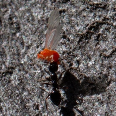 Psyllidae sp. (family) (Unidentified psyllid or lerp insect) at Molonglo Gorge - 17 Aug 2019 by rawshorty