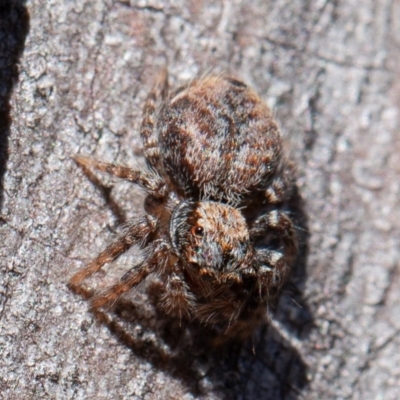 Servaea sp. (genus) (Unidentified Servaea jumping spider) at Block 402 - 17 Aug 2019 by rawshorty