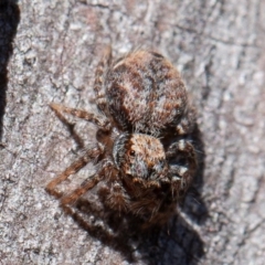 Servaea sp. (genus) (Unidentified Servaea jumping spider) at Denman Prospect, ACT - 17 Aug 2019 by rawshorty