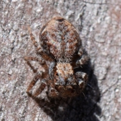 Servaea sp. (genus) at Denman Prospect, ACT - 17 Aug 2019 01:22 PM