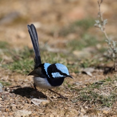 Malurus cyaneus (Superb Fairywren) at Hackett, ACT - 20 Aug 2019 by jb2602