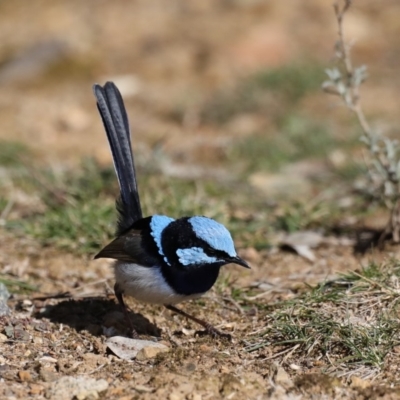 Malurus cyaneus (Superb Fairywren) at Mount Ainslie - 20 Aug 2019 by jb2602