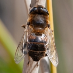 Eristalis tenax (Drone fly) at Jerrabomberra Wetlands - 18 Aug 2019 by rawshorty