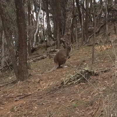 Notamacropus rufogriseus (Red-necked Wallaby) at Hackett, ACT - 20 Aug 2019 by petersan