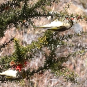 Ptilotula penicillata at Tuggeranong DC, ACT - 19 Aug 2019 12:00 PM