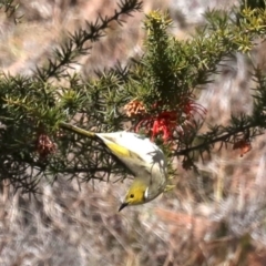 Ptilotula penicillata at Tuggeranong DC, ACT - 19 Aug 2019 12:00 PM