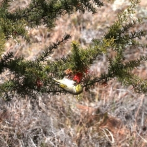 Ptilotula penicillata at Tuggeranong DC, ACT - 19 Aug 2019 12:00 PM