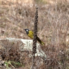 Nesoptilotis leucotis (White-eared Honeyeater) at Tuggeranong DC, ACT - 19 Aug 2019 by jb2602
