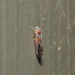 Psyllidae sp. (family) (Unidentified psyllid or lerp insect) at ANBG - 19 Aug 2019 by TimL