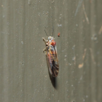 Psyllidae sp. (family) (Unidentified psyllid or lerp insect) at Hackett, ACT - 19 Aug 2019 by TimL