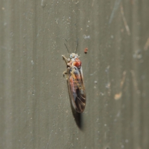 Psyllidae sp. (family) at Hackett, ACT - 19 Aug 2019