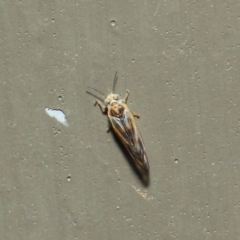 Psyllidae sp. (family) (Unidentified psyllid or lerp insect) at ANBG - 19 Aug 2019 by TimL