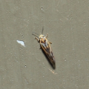 Psyllidae sp. (family) at Hackett, ACT - 19 Aug 2019