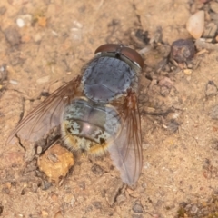 Calliphora sp. (genus) (Unidentified blowfly) at Majura, ACT - 18 Aug 2019 by rawshorty