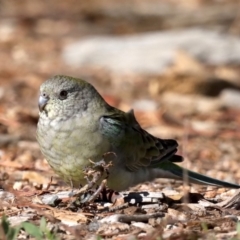 Psephotus haematonotus (Red-rumped Parrot) at Molonglo Valley, ACT - 19 Aug 2019 by jb2602