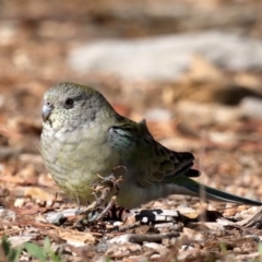 Psephotus haematonotus (Red-rumped Parrot) at National Arboretum Forests - 19 Aug 2019 by jbromilow50