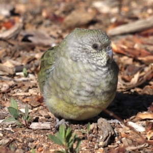 Psephotus haematonotus at Molonglo Valley, ACT - 19 Aug 2019 02:41 PM