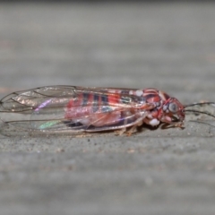 Psyllidae sp. (family) (Unidentified psyllid or lerp insect) at Hackett, ACT - 19 Aug 2019 by TimL