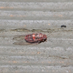 Psyllidae sp. (family) at Hackett, ACT - 19 Aug 2019 12:07 PM