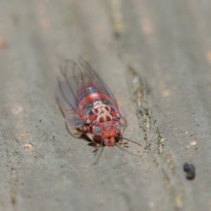 Psyllidae sp. (family) at Hackett, ACT - 19 Aug 2019 12:07 PM