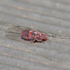 Psyllidae sp. (family) at Hackett, ACT - 19 Aug 2019 12:07 PM