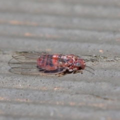 Psyllidae sp. (family) at Hackett, ACT - 19 Aug 2019 12:07 PM