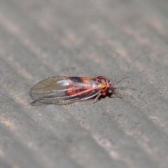 Psyllidae sp. (family) (Unidentified psyllid or lerp insect) at Hackett, ACT - 19 Aug 2019 by TimL