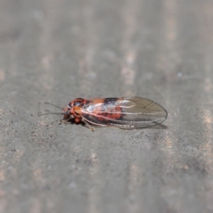 Psyllidae sp. (family) at Hackett, ACT - 19 Aug 2019