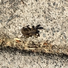 Unidentified Spider (Araneae) at Tewantin, QLD - 21 Aug 2019 by FelicityM