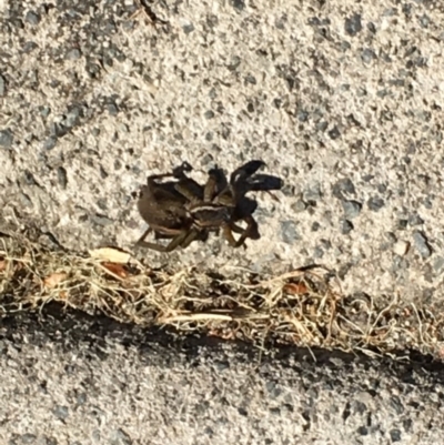 Unidentified Spider (Araneae) at Tewantin, QLD - 21 Aug 2019 by FelicityM