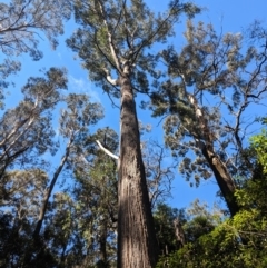 Eucalyptus fastigata at East Kangaloon - 21 Aug 2019 by Margot