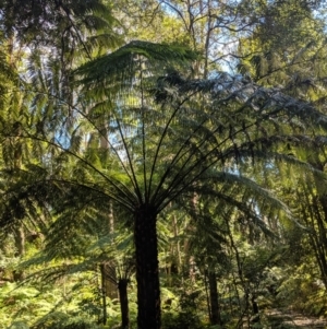 Cyathea australis subsp. australis at Wingecarribee Local Government Area - 21 Aug 2019