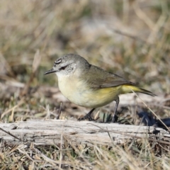 Acanthiza chrysorrhoa (Yellow-rumped Thornbill) at Rendezvous Creek, ACT - 17 Aug 2019 by jbromilow50