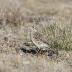 Anthus australis (Australian Pipit) at Rendezvous Creek, ACT - 17 Aug 2019 by jb2602