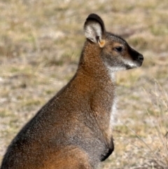 Notamacropus rufogriseus (Red-necked Wallaby) at Rendezvous Creek, ACT - 17 Aug 2019 by jb2602