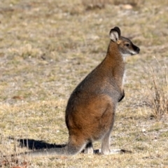 Notamacropus rufogriseus at Rendezvous Creek, ACT - 17 Aug 2019 03:48 PM