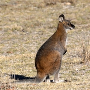 Notamacropus rufogriseus at Rendezvous Creek, ACT - 17 Aug 2019 03:48 PM