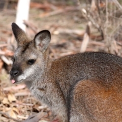 Notamacropus rufogriseus (Red-necked Wallaby) at Rendezvous Creek, ACT - 7 Aug 2019 by jb2602