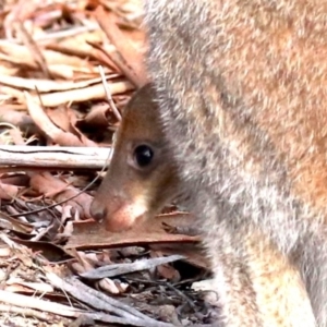 Notamacropus rufogriseus at Rendezvous Creek, ACT - 7 Aug 2019