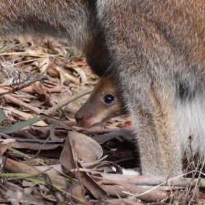 Notamacropus rufogriseus at Rendezvous Creek, ACT - 7 Aug 2019 09:51 AM