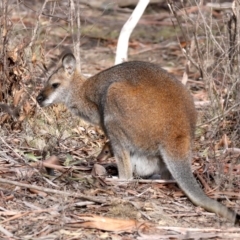 Notamacropus rufogriseus at Rendezvous Creek, ACT - 7 Aug 2019